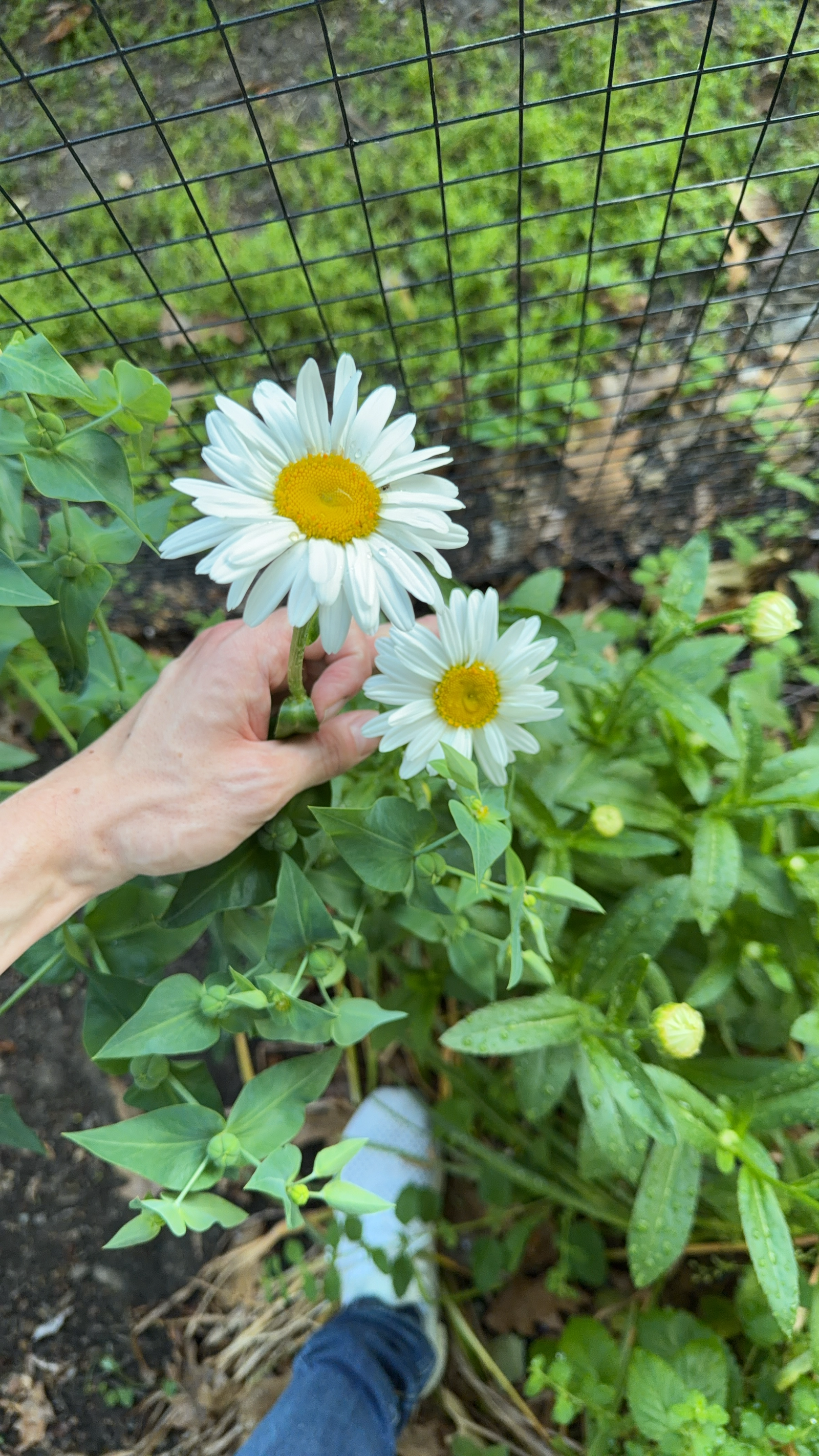 two large daisies