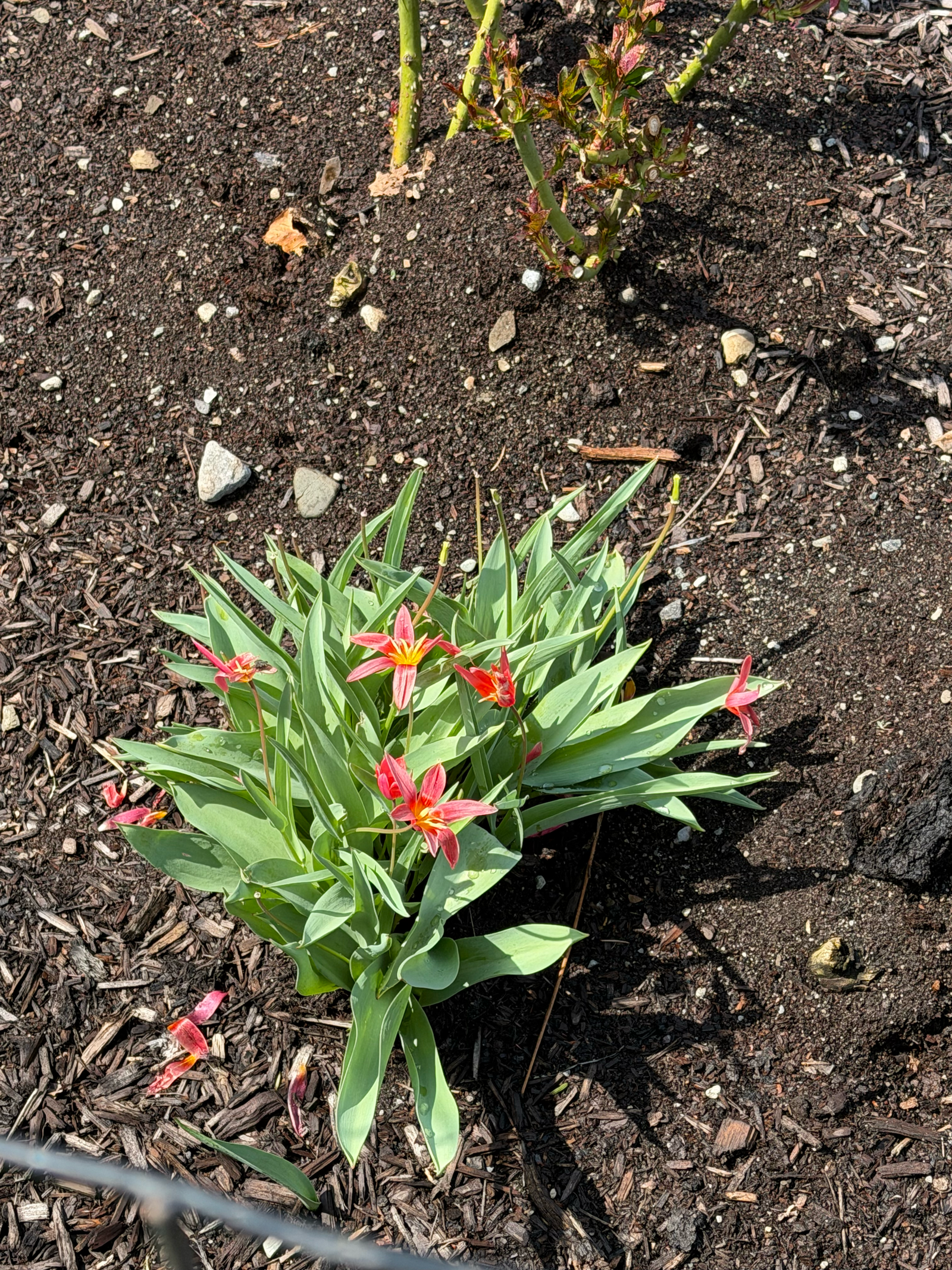 native plant freaturing bright red flowers with five petals and firey yellow in the middle