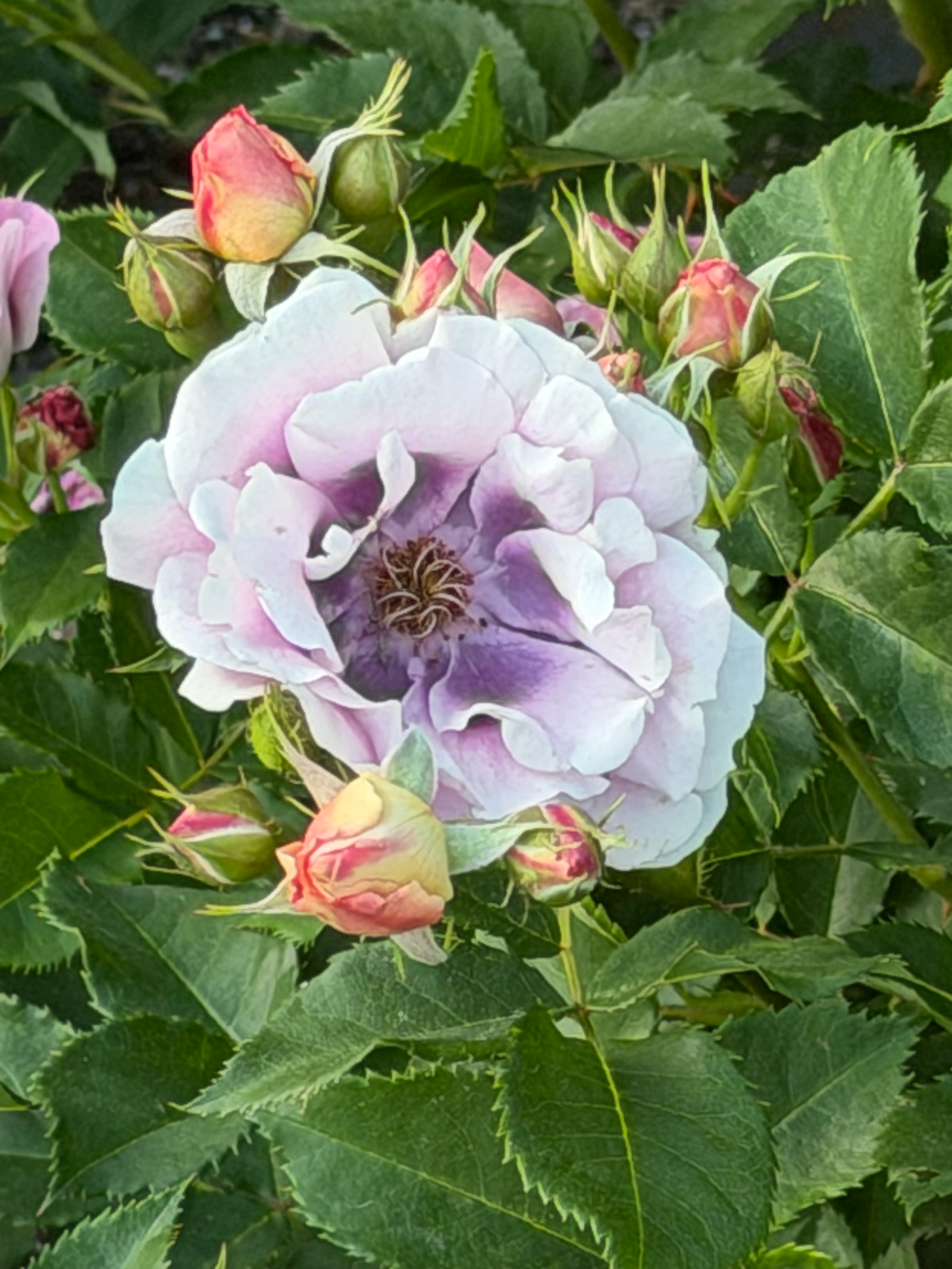 rose with dark purple edges and light purple interior of petals, surrounded by other rose buds