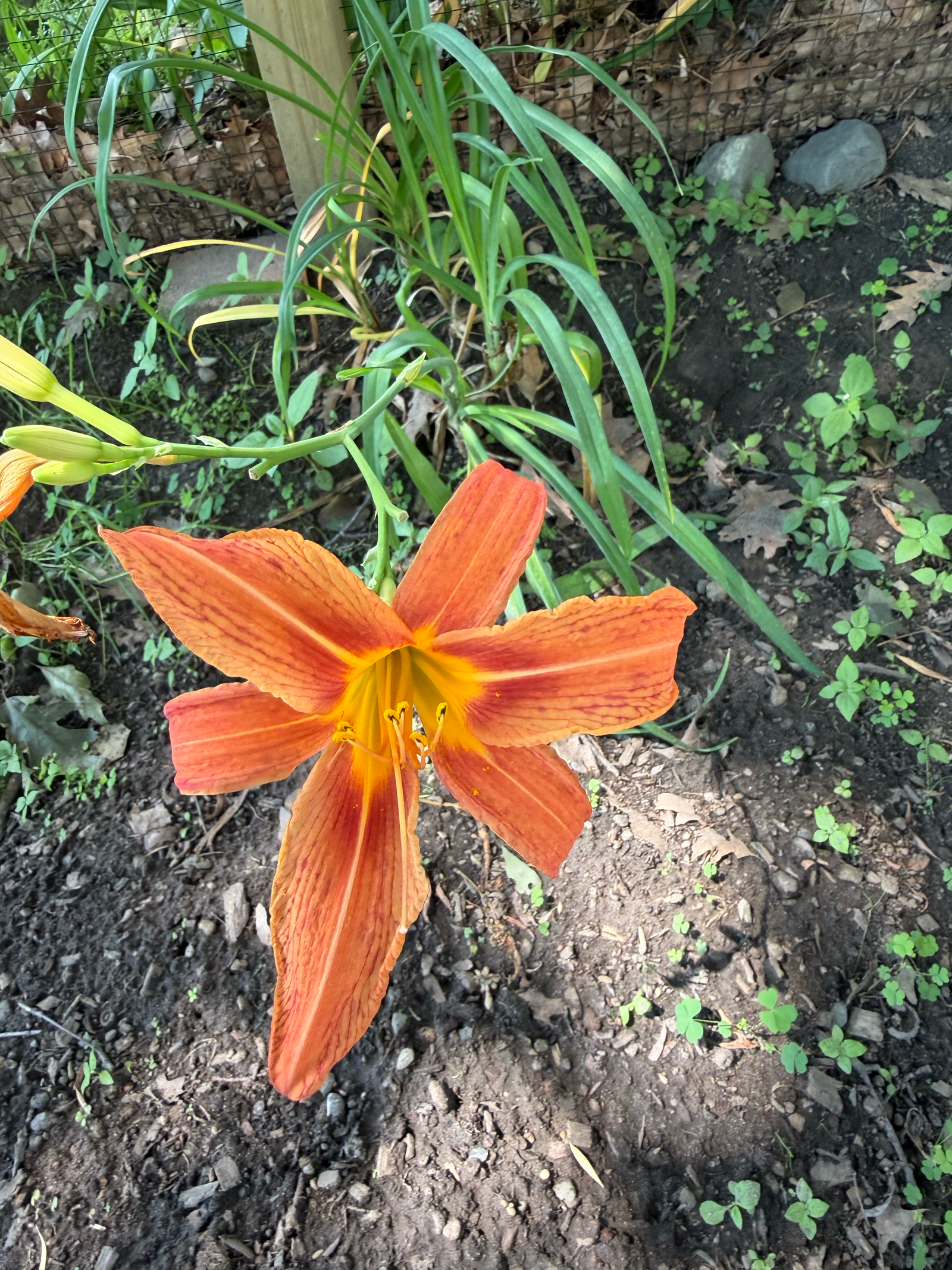 orange day lily with yellow center