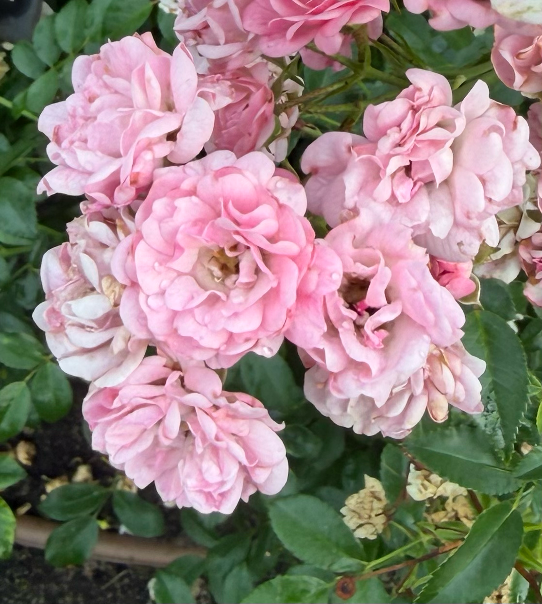 several pink roses with rain drops on them