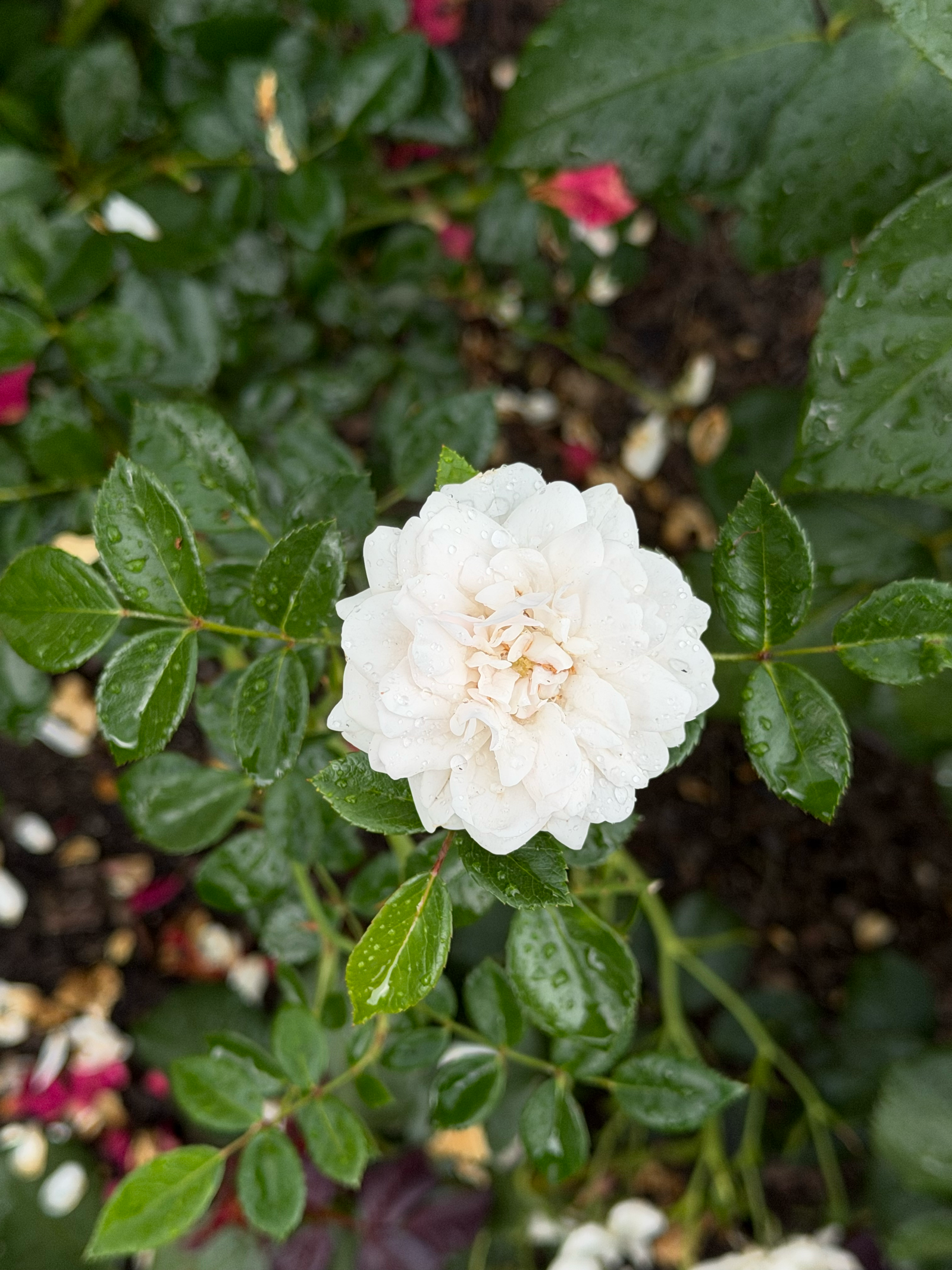 white rose with rain drop on it